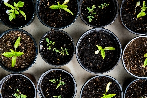 Urban Gardening with Native Plants